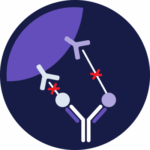 anti- interleukin-12 (IL-12) and interleukin-23 (IL-23) monoclonal antibodies